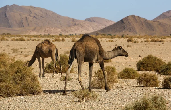 Paesaggio Del Marocco — Foto Stock