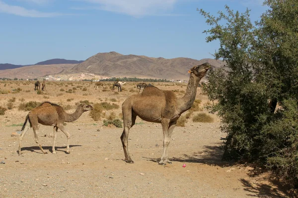 Paesaggio Del Marocco — Foto Stock