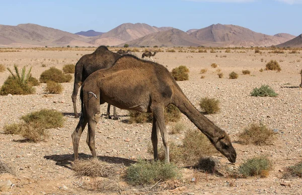 Een Landschap Van Marokko Stockafbeelding