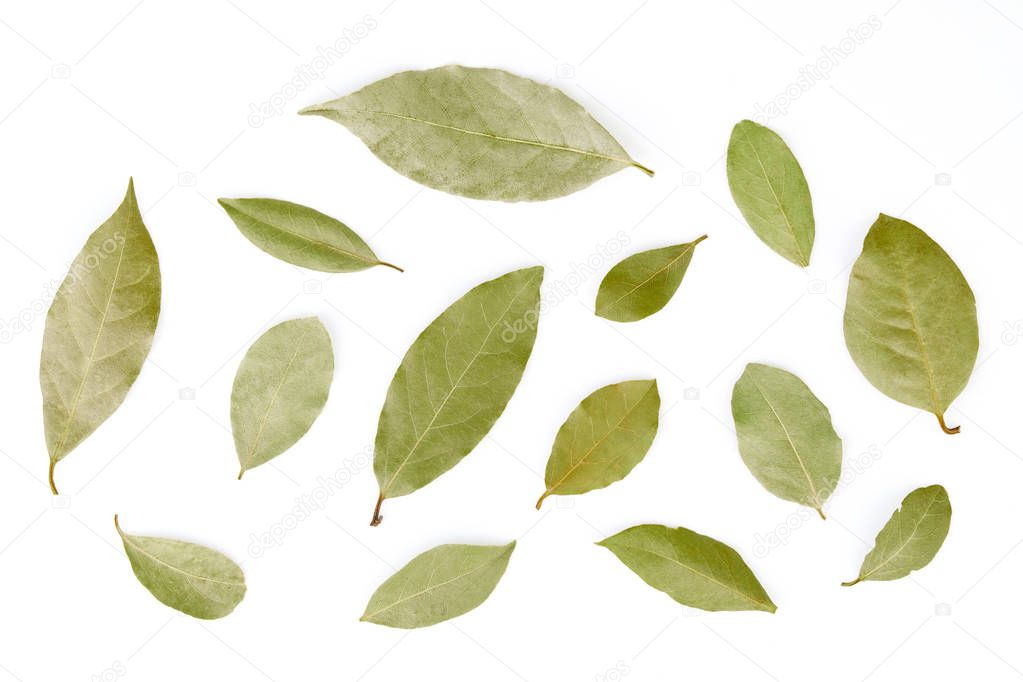 A selection of bay laurel leaves close up macro isolated on white background