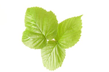 Beyaz arka plan üzerinde izole ahududu taze yeşil yaprak yakın