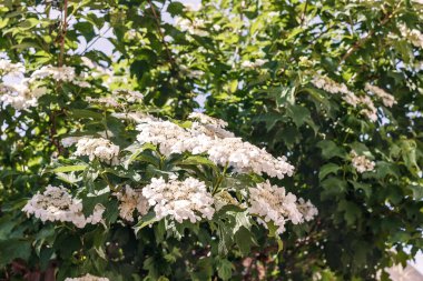 Üzerinde beyaz çiçek püskülleri olan yeşil viburnum çalısı.