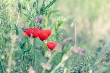 Otların arasında bulanık bir arka planda haşhaş çiçekleri. Kırmızı haşhaş tarlada.