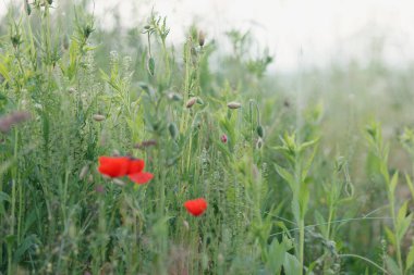 Otların arasında bulanık bir arka planda haşhaş çiçekleri. Kırmızı haşhaş tarlada.