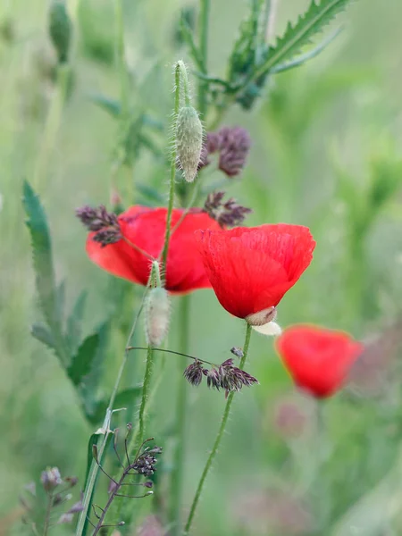 Poppy Flowers Close Blurred Grass Background Red Poppy Field — Stock Photo, Image