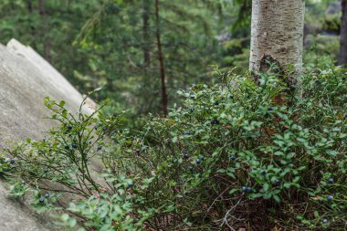 Ağaçların ve yeşil ladin ormanlarının arka planında yaban mersinli yeşil çalı