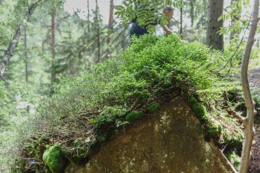 Ormandaki kayalarda yetişen yabanmersinleri üzerinde yoğunlaşıyoruz. Arka planda, sırt çantalı bir adam yaban mersini topluyor.