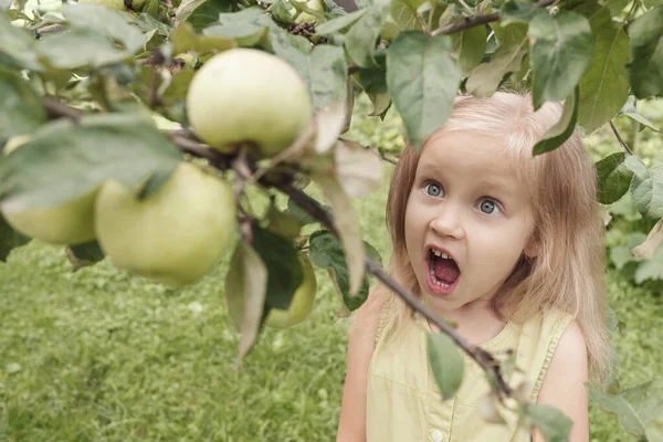 Liten Blond Flicka Med Stora Blå Ögon Tittar Äpplen Som — Stockfoto