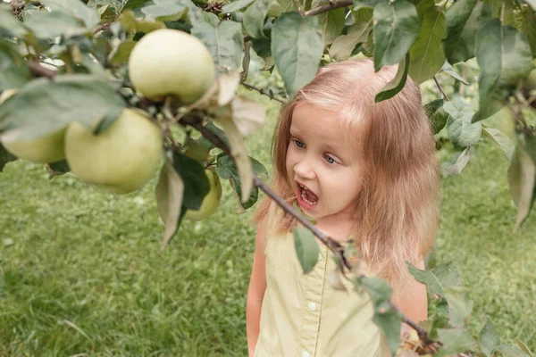 Liten Blond Flicka Grön Klänning Plockar Ett Äpple Från Ett — Stockfoto
