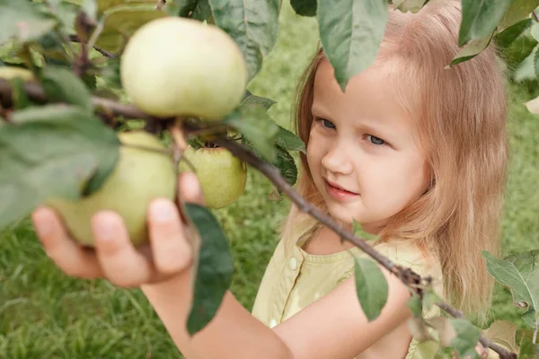 Niña Rubia Arranca Una Manzana Árbol Jardín — Foto de Stock