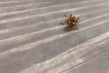 Ahşap bir masa yüzeyinin arka planında bir arı
