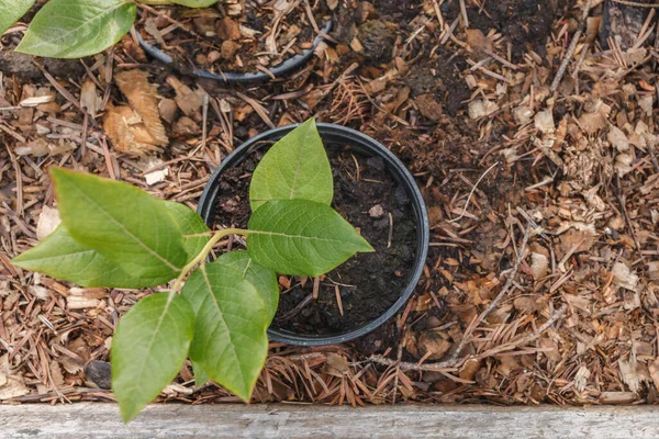 Pequena Planta Cultivada Sementes Mirtilo Pote Preto Contexto Terra Com — Fotografia de Stock