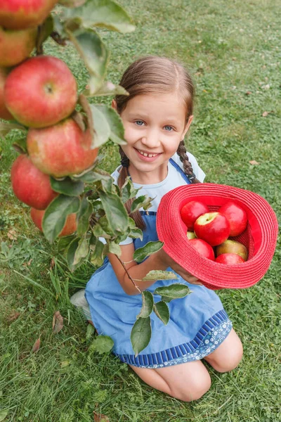 Niña Sentada Hierba Cerca Del Manzano Sosteniendo Sombrero Con Manzanas — Foto de Stock