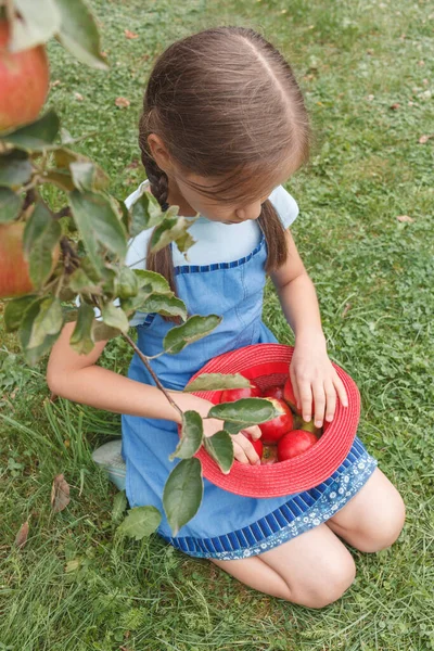 Una Niña Delantal Azul Sienta Hierba Pone Manzanas Sombrero Rojo — Foto de Stock