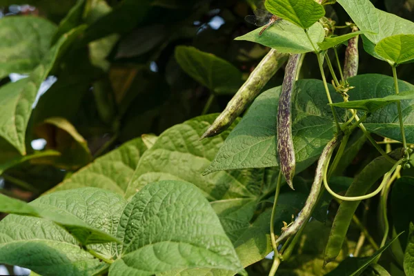 Bean Pods Background Green Bean Leaves — Stock Photo, Image