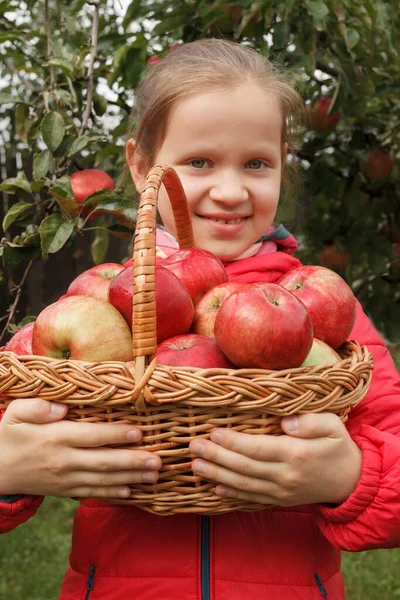 Chica Una Chaqueta Roja Sostiene Una Cesta Con Manzanas Maduras — Foto de Stock