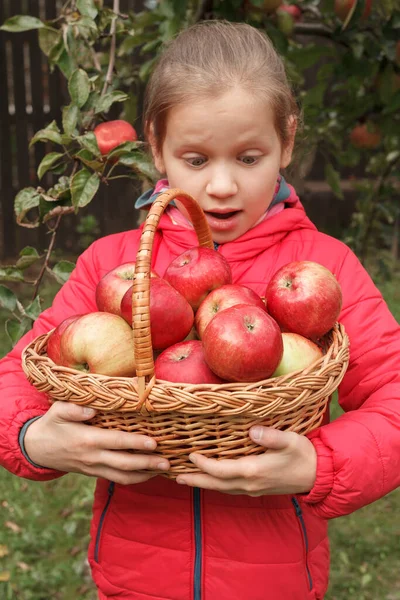 Chica Chaqueta Roja Mira Con Admiración Las Manzanas Rojas Cesta — Foto de Stock