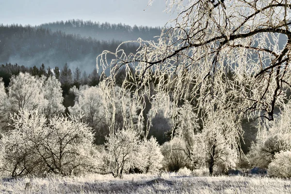 Der Erste Frost Frost Auf Bäumen — Stockfoto