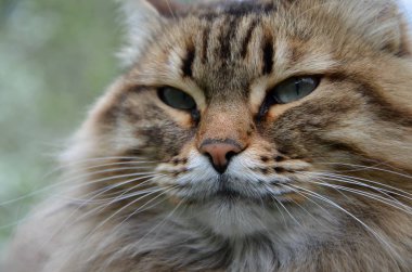 Siberian kedi doğurmak