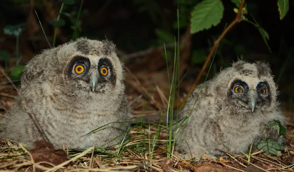 Kleine Owlets Het Forest Van Nacht — Stockfoto