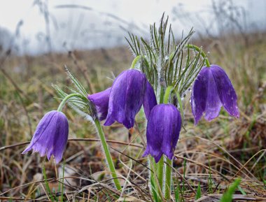 İlk bahar çiçekleri eteklerinde görünür