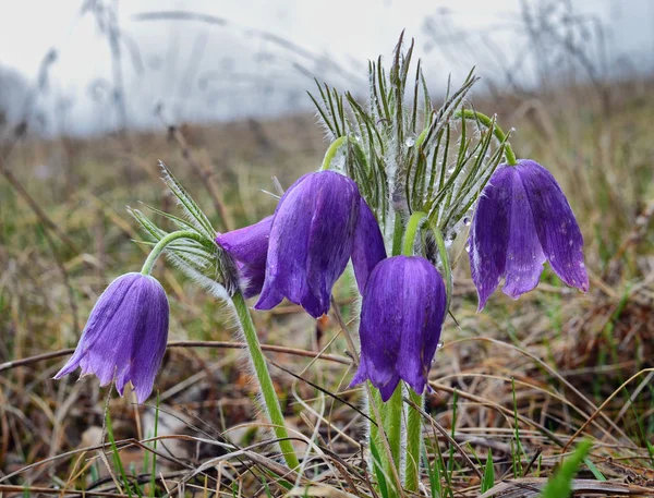 İlk bahar çiçekleri eteklerinde görünür