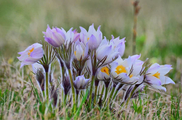 Bahar Çiçekleri Eteklerinde Görünür — Stok fotoğraf