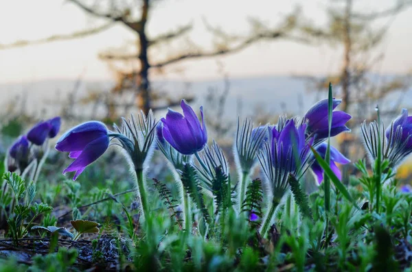 Первые Весенние Цветы Появляются Предгорьях — стоковое фото