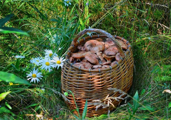 In mid-summer, the mushroom season begins for the rural residents of the southern Urals. Mushrooms are collected, salted, dried, preserved.