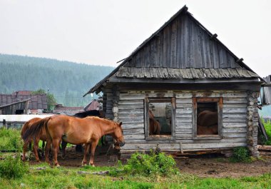  Ural Dağları, yaz. Köyün eski evinde atlar.
