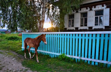  Ural Dağları, yaz. Köyün eski evinde atlar.