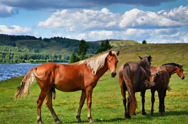 Ural mountains, summer. In the fields near the villages walking horses