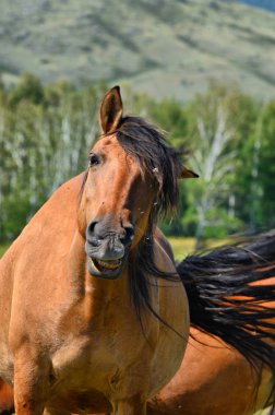 Ural dağları, yaz. Köylerin yakınındaki tarlalarda ve dağlarda, yürüyen at