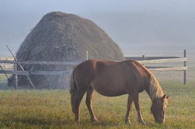 Ural dağları, yaz. Köylerin yakınındaki tarlalarda ve dağlarda, yürüyen at