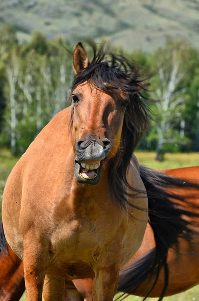 農村部の山々 村の近くのフィールドや山では 馬を歩く — ストック写真