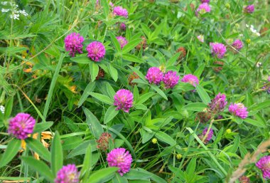 Çayır yonca Avrupa'nın ortak bir bitkidir.