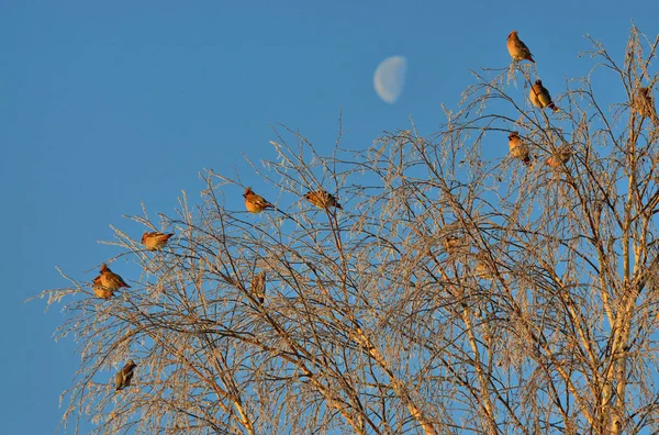 Kuşlar waxwings dağ köyü Tirlyan Güney Urallar içinde kış sabah ortaya çıktı