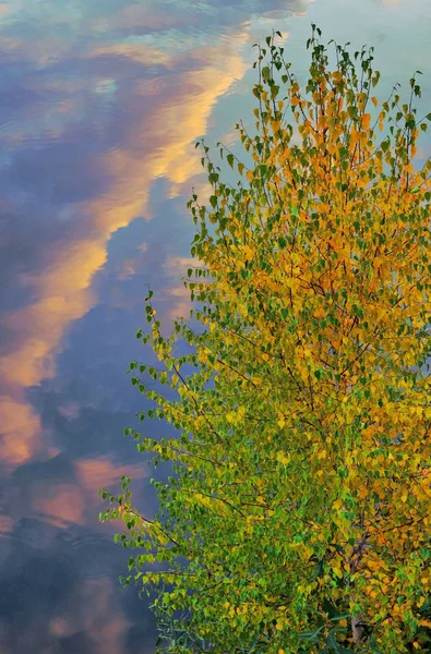 Caminhe Longo Lago Árvores Outono Reflexo Céu Criam Uma Imagem — Fotografia de Stock