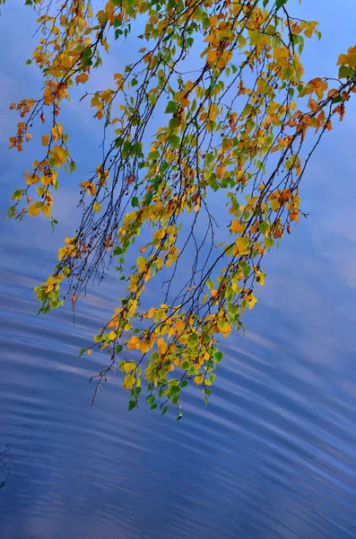 Camina Por Estanque Los Árboles Otoñales Reflejo Del Cielo Crean —  Fotos de Stock