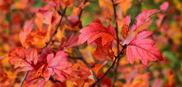 Autumn leaves: bright and beautiful - as a basis for still life.