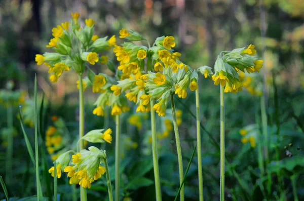 Primavera Chegou Montanhas Dos Urais — Fotografia de Stock