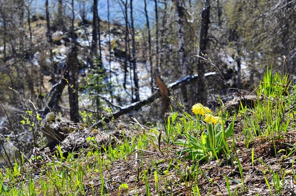 Mayo Las Primeras Flores Aparecen Las Montañas Los Urales — Foto de Stock