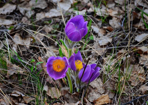 May First Flowers Appear Ural Mountains — Stock Photo, Image