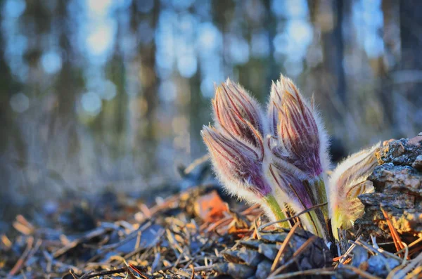 Mei Verschijnen Eerste Bloemen Oeral Rechtenvrije Stockfoto's