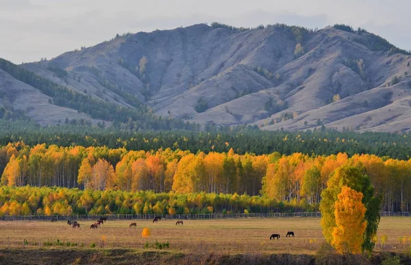 温暖的金色秋天在南部乌拉尔的山上 摄影师和艺术家的美好时光 — 图库照片