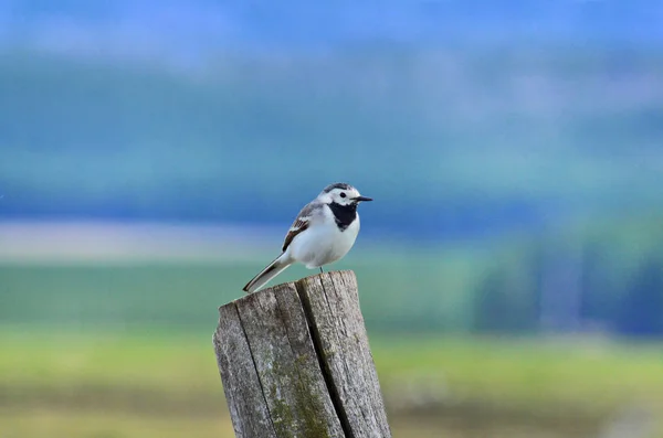 Pörsümüş Bir Ağaçta Oturuyor Enerjik Bir Kuş — Stok fotoğraf