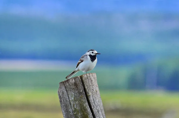 Ein Kleiner Energischer Vogel Sitzt Auf Einem Verdorrten Baum — Stockfoto