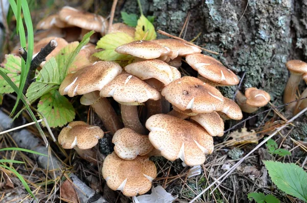 Uralların ormanları sonbaharda tatlım agaric görünür. Bunlar yenilebilir mantar yemekleri çok sayıda kullanılır..