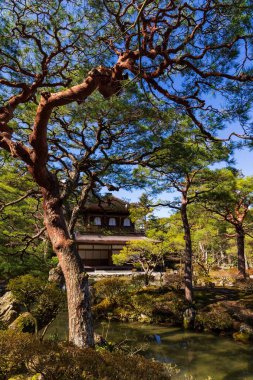 Kyoto, Japonya Ginkakuji tapınağında bir Zen bahçesi dalları aracılığıyla Silver Pavilion.