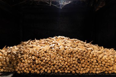 Large pile of corncobs in the very dark attic of a traditional hmong house in Ha Giang Province, Northern Vietnam with beautiful ray of light from the top. clipart